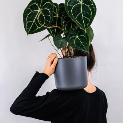 Om oss Plants Store Gallery Img 1